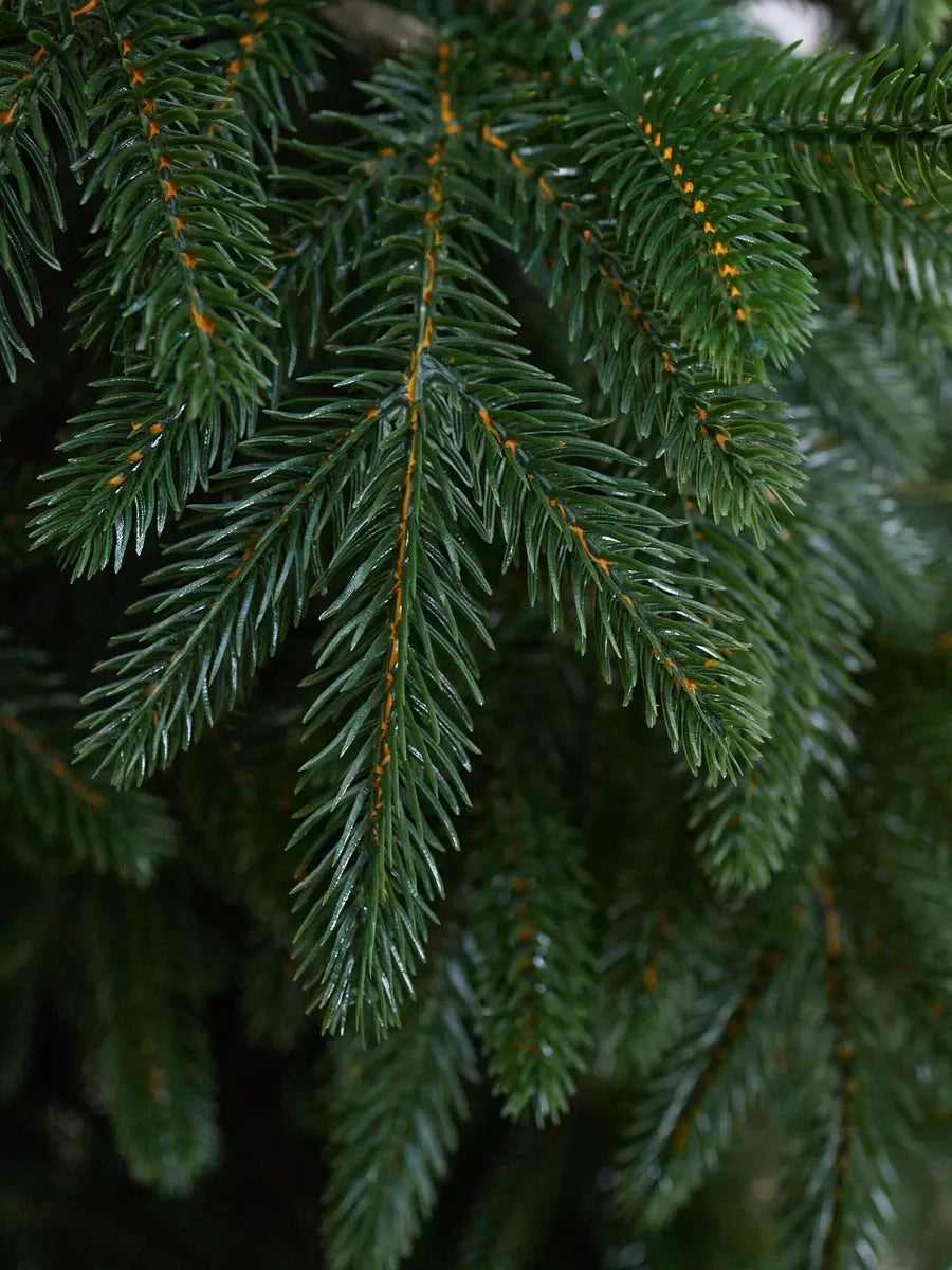 Sapin de Noël Cedar