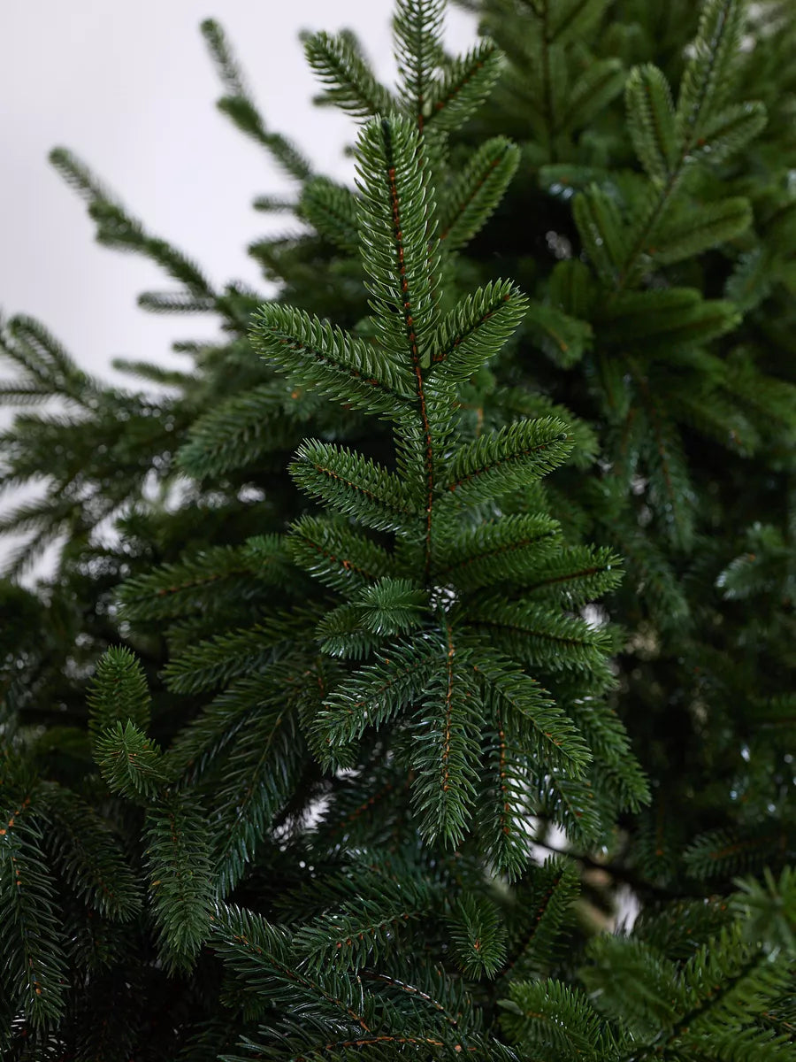 Sapin de Noël Cedar