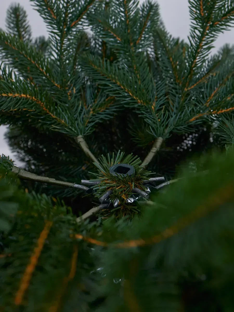 Sapin de Noël Alpin