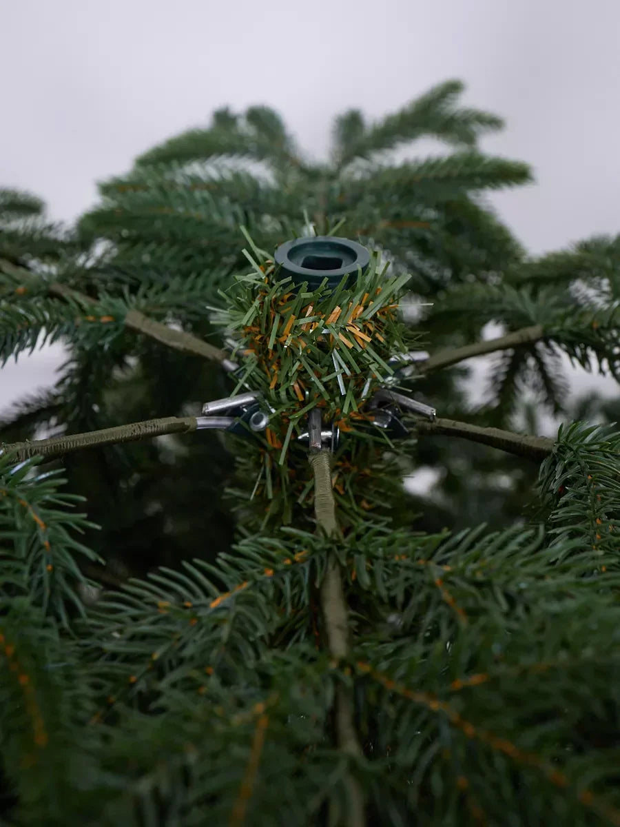Sapin de Noël Cedar