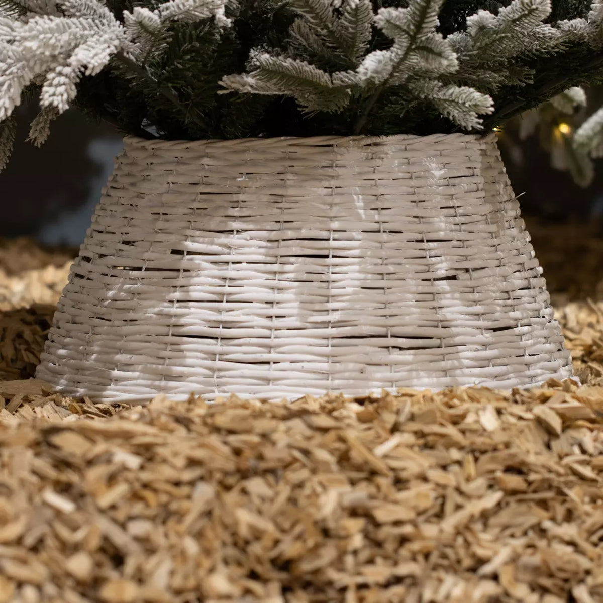 Cache-pied de sapin blanc